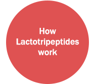 How Lactotripeptides work