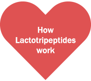 How Lactotripeptides work