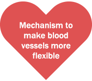 Mechanism to make blood vessels more flexible