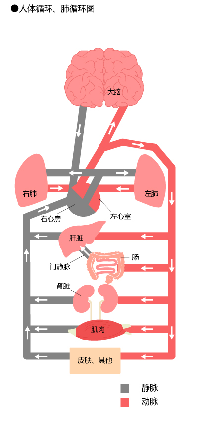 人体循环、肺循环图